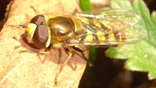 Eupeodes corollae